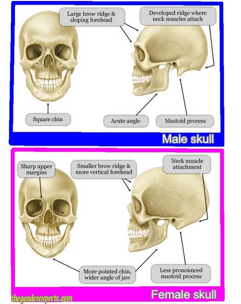 Schedel - skull theory ikbenZwanger