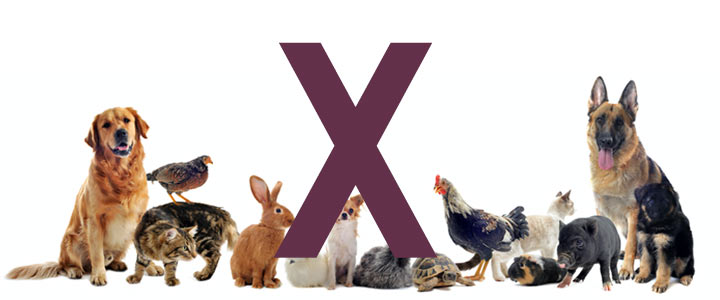 Legacy Smaak Walging Dieren met een x - dier met x - alle dieren met beginletter x