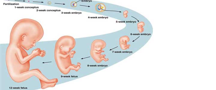 5 Weken - Zwangerschap week - Zwangerschap per week