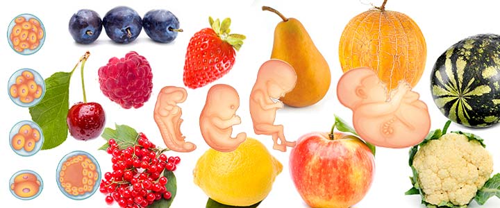 Zwangerschap vergelijken met fruit en groente - fruit vergelijk